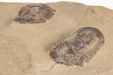 Two Symphysurus Trilobites - One Antenna Present #206443-4